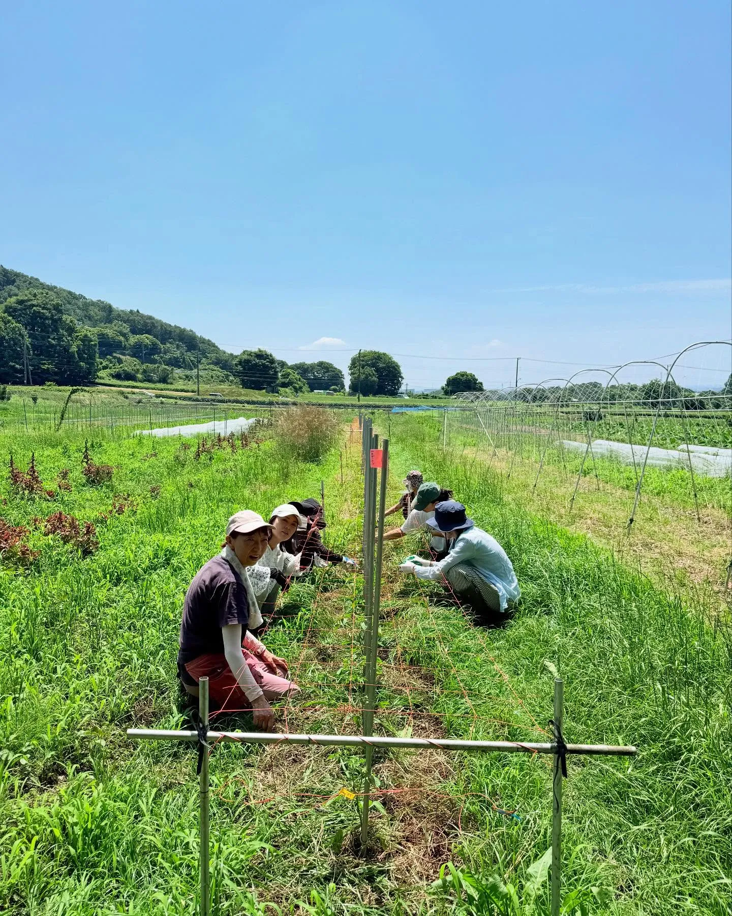 【 相模原市の自然食・黄土よもぎ蒸しサロン】援農イベント👩🏻...