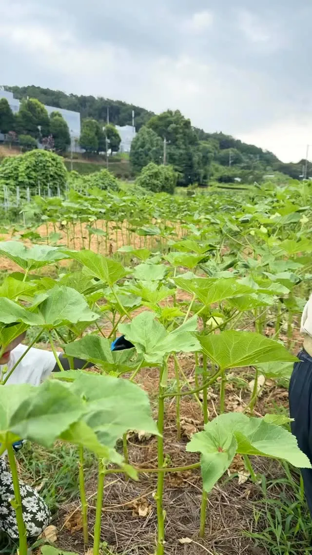 【 相模原市の自然食・黄土よもぎ蒸しサロン】援農イベント👩🏻...