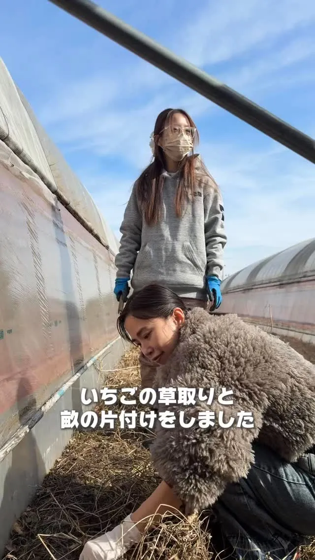 今回の援農はいちごの草取りと